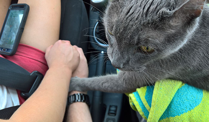 Dying Cat Holds His Owners’ Hands On Their Final Trip