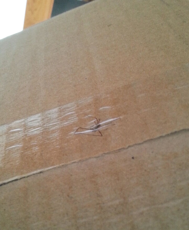 They Taped A Spider To My FedEx Package