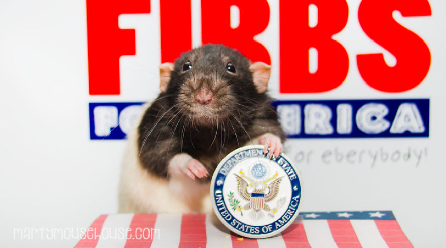 Vote Fibbs - The Best Candidate For President In This Crazy Election