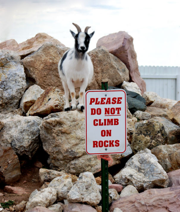 Goats Are Jerks