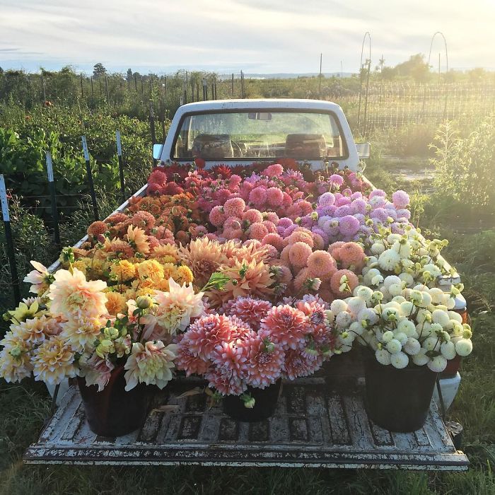 This Instagram Proves That A Florists’ Job Is The Best Thing Ever