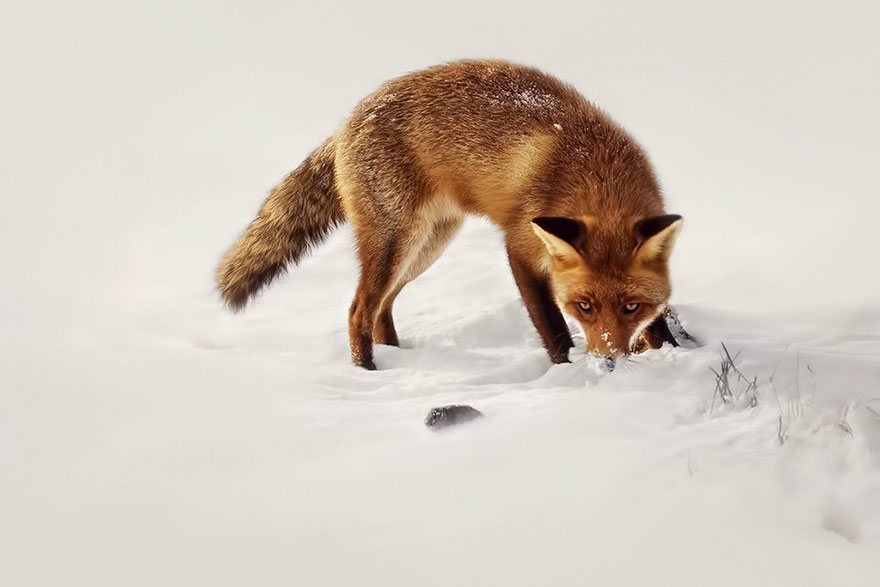 fox-photography-joke-hulst-1