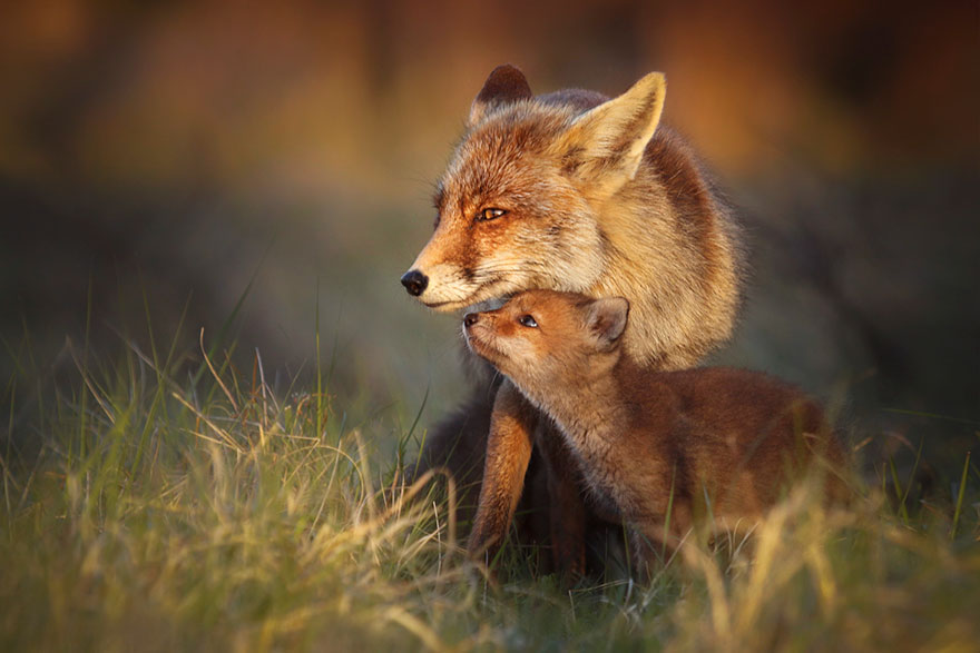 fox-photography-joke-hulst-12