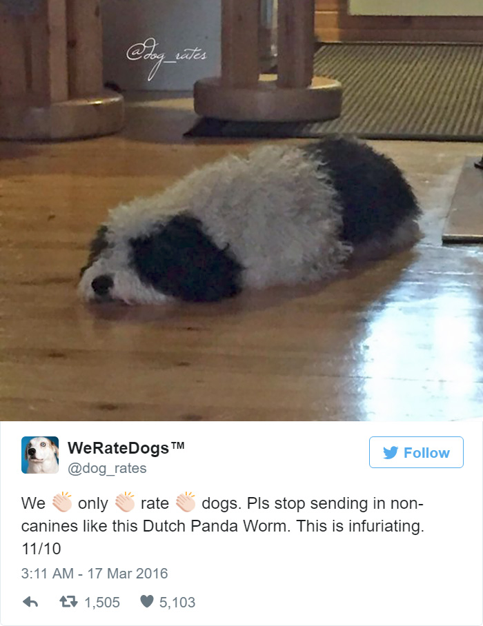 Please Stop Sending Dutch Panda Worms, We Only Rate Dogs. 10/10