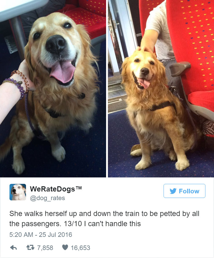 She Walks Herself Up And Down The Train To Be Petted By All The Passengers. 13/10 Can't Handle This