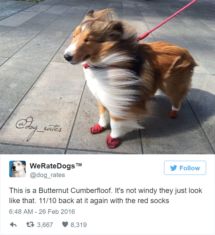 This Is A Butternut Cumberfloof. It's Not Windy, They Just Look Like That. 11/10 Back At It Again With The Red Socks