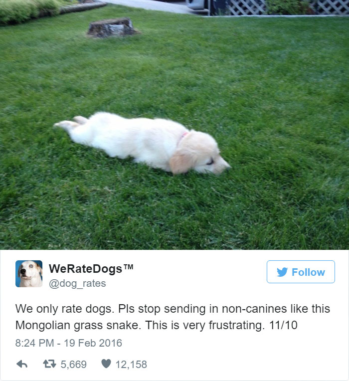 Please Stop Sending Mongolian Grass Snakes, We Only Rate Dogs. 11/10
