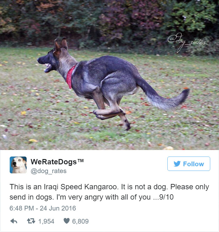 Please Stop Sending Iraqi Speed Kangaroos, We Only Rate Dogs. 9/10
