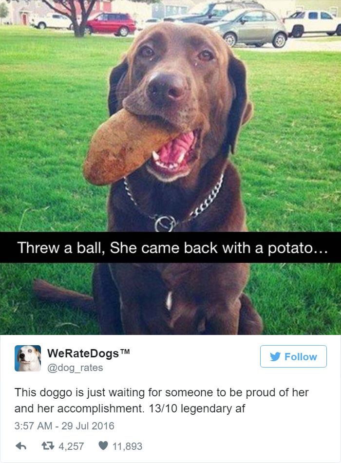 Doggo Is Waiting For Someone To Be Proud Of Her Accomplishment. 13/10 Legendary AF