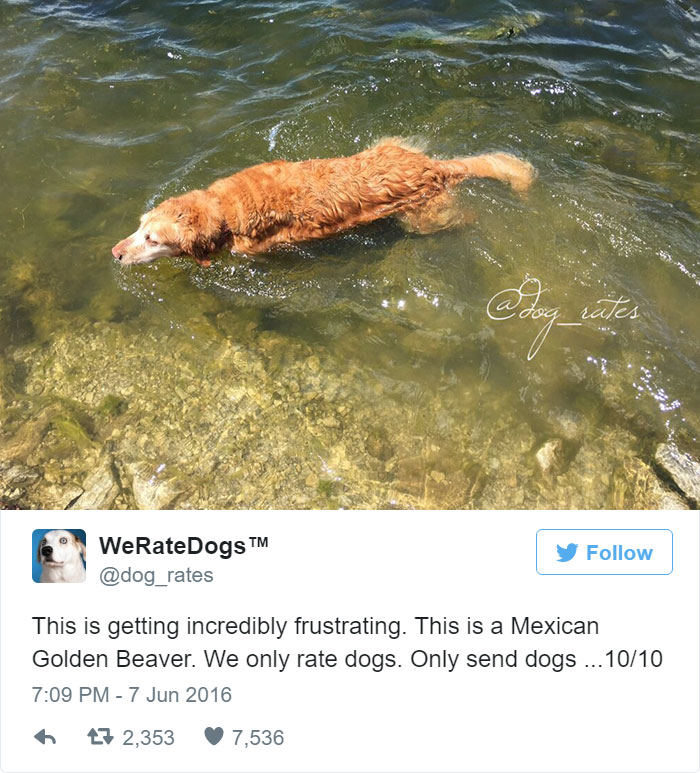 Please Stop Sending Mexican Golden Beavers, We Only Rate Dogs. 10/10