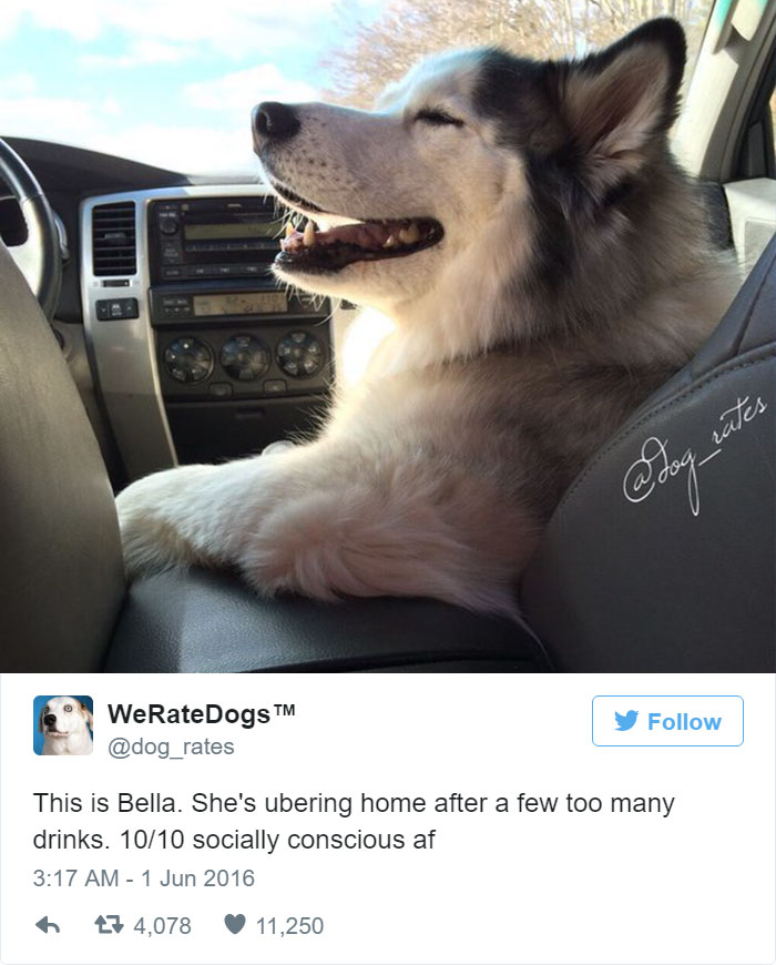 Bella Is Ubering Home After A Few Too Many Drinks. 10/10 Socially Concious AF