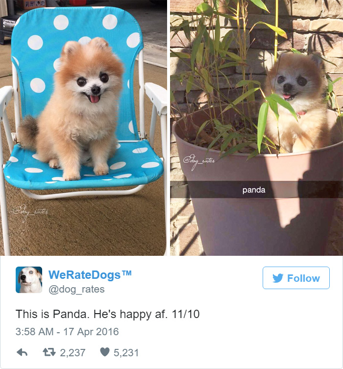Panda Is Happy AF. 11/10