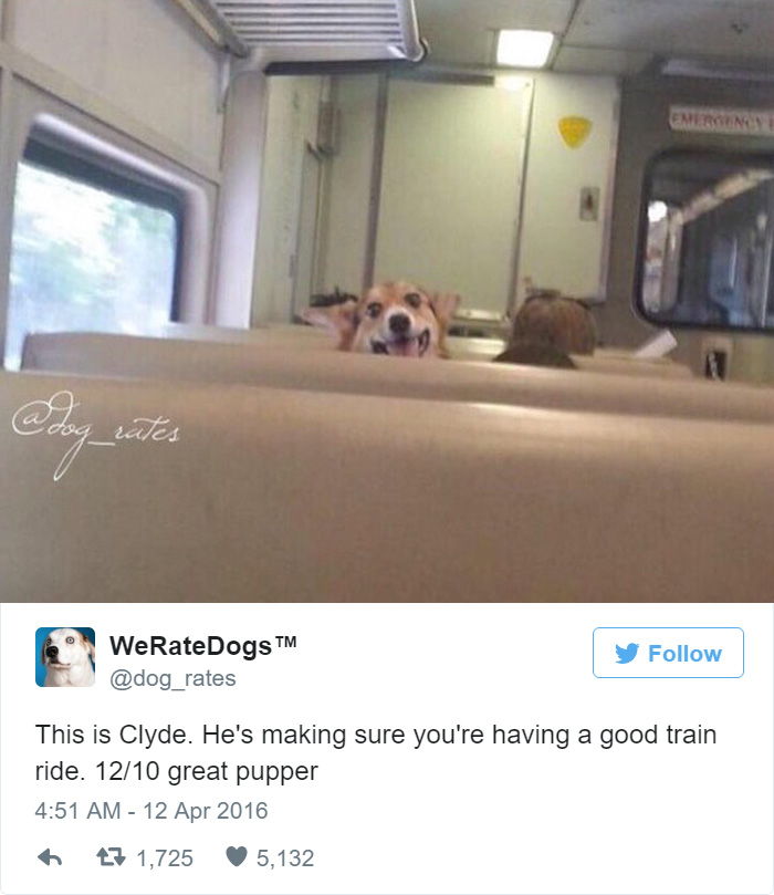 Clyde Is Making Sure You're Having A Good Train Ride. Great Pupper. 12/10
