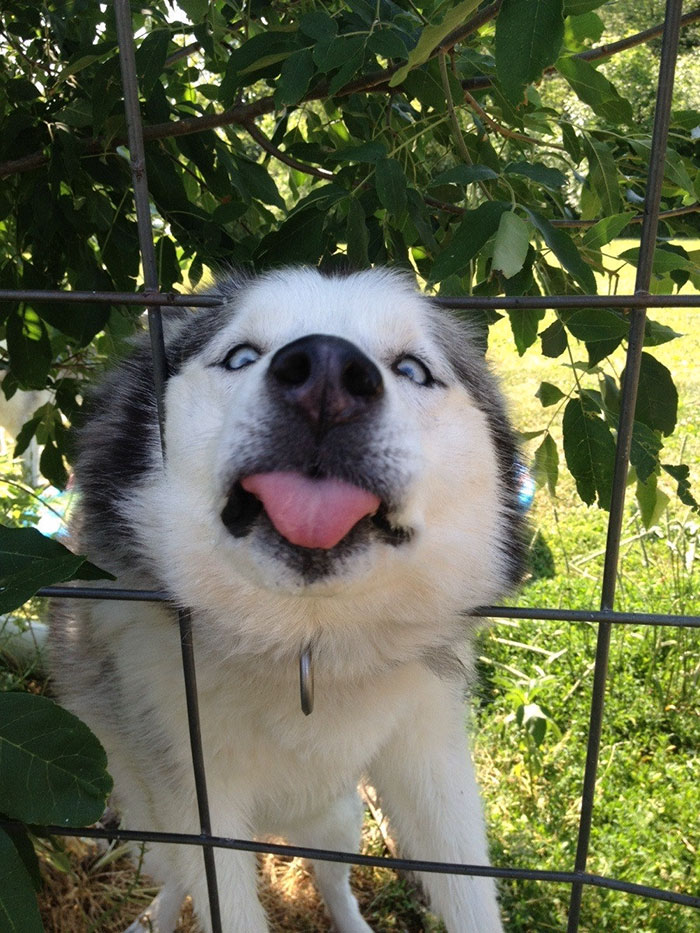 Was Walking By A Fence And This Little Derp Came To Say Hello