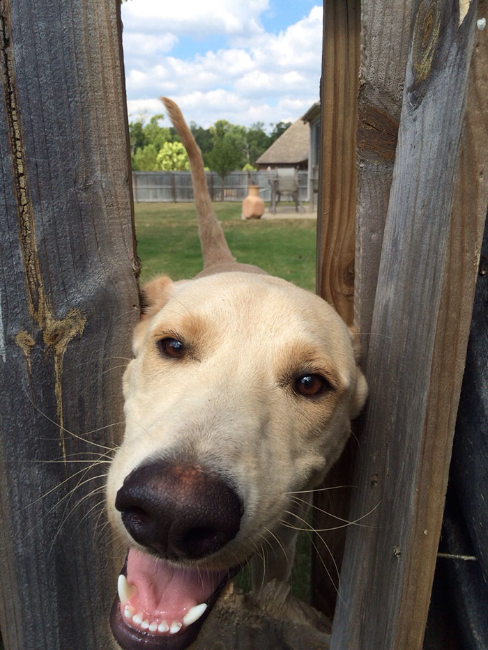 This Dog Really Wanted To Play With Us...(Broke Fence Trying)