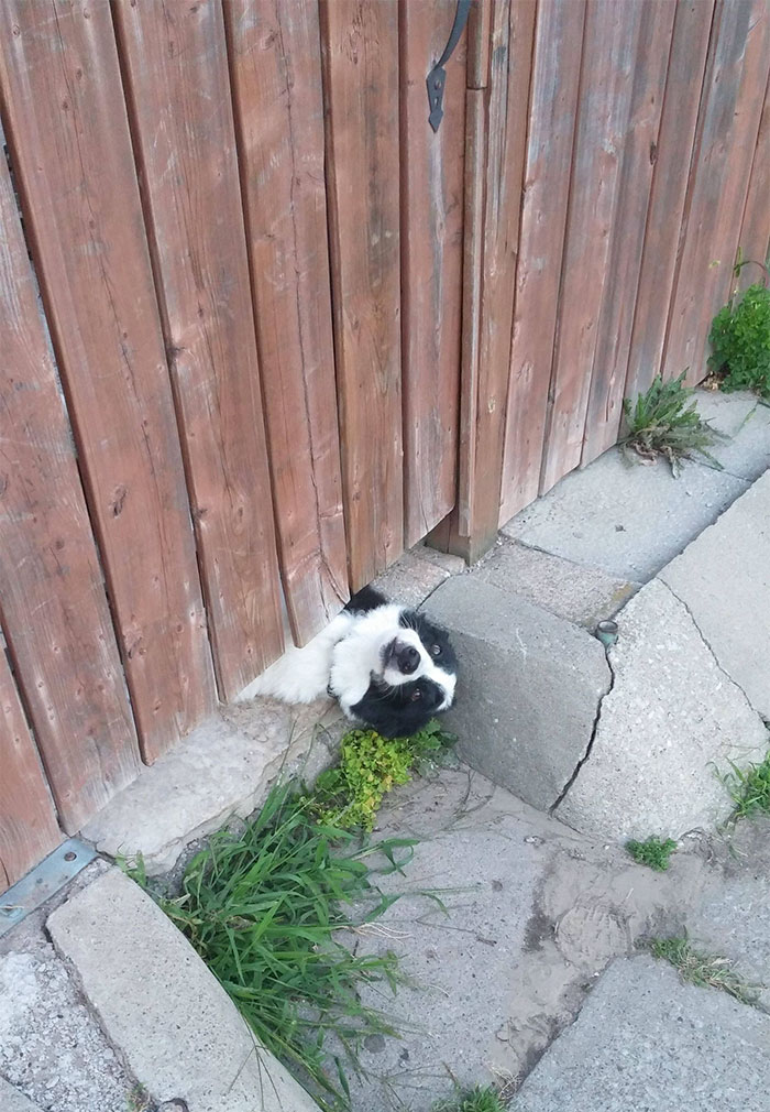 This Is How My Neighbours Dog Gets Attention