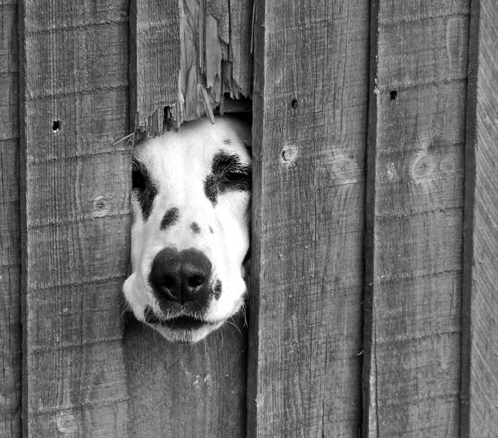 Spotty Dog Says Hello
