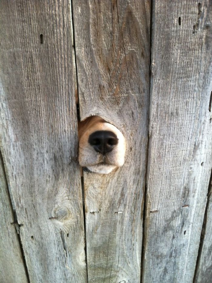 Dog's Nose Wants To Meet You