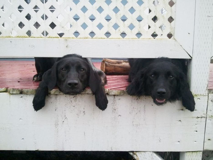 These Puppies Wanna Say Hi