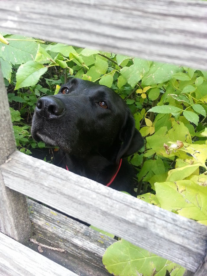 My Dad Gave The Neighbour's Dog Daisy A Bit Of Bbq Over The Fence Once. Now She Lurks In The Bushes Every Time We Come By