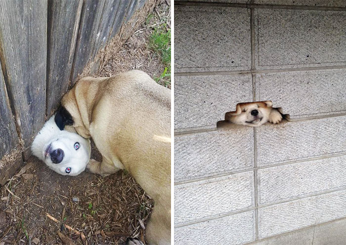 105 Desperate Dogs Who Just Want To Say Hi