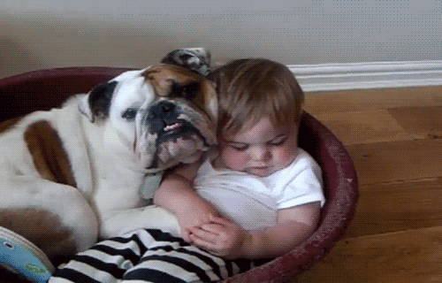 Napping In Dog's Bed