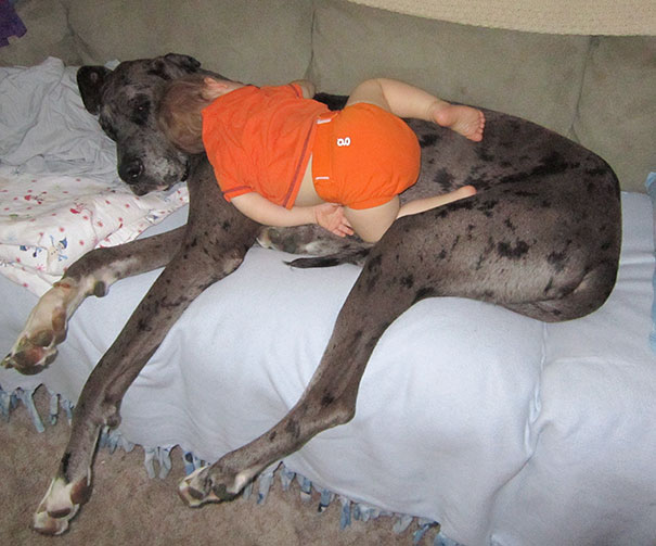Napping On A Dog