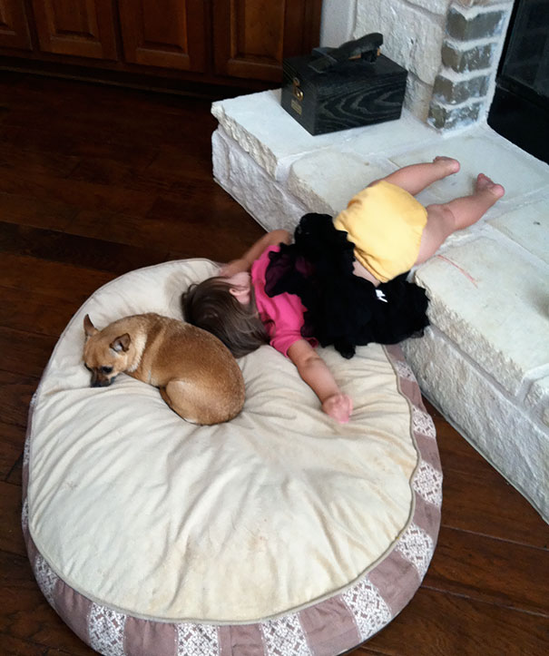 Napping On A Dog's Pillow