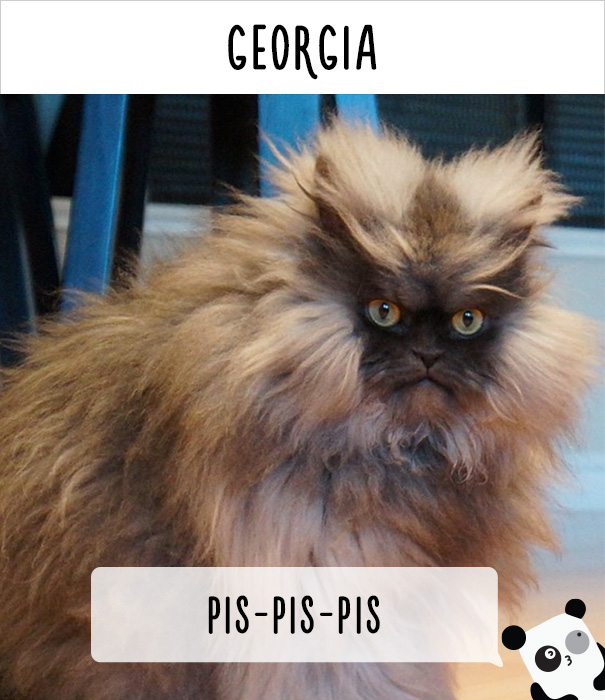 How People Call Cats In Georgia