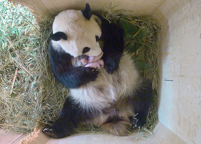 giant-panda-twins-birth-yang-yang-schonbrunn-zoo-3