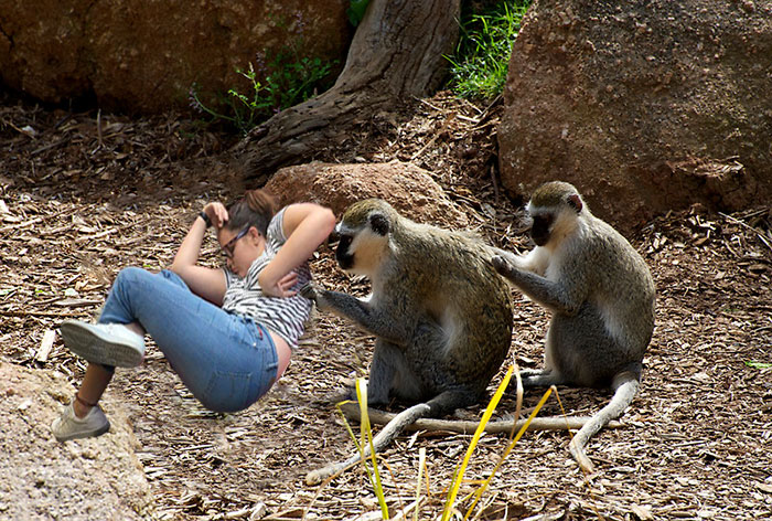 Back Scratching Monkeys