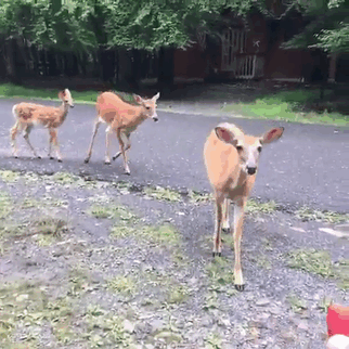 Teen Feeds A Deer Some Crackers, Becomes A Part Of A Deer Gang