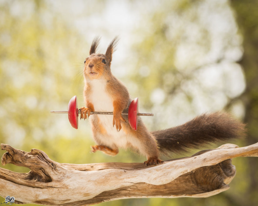 What If Squirrels Competed In The Olympic Games
