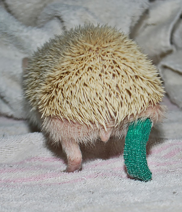 hedgehog-broken-leg-cast