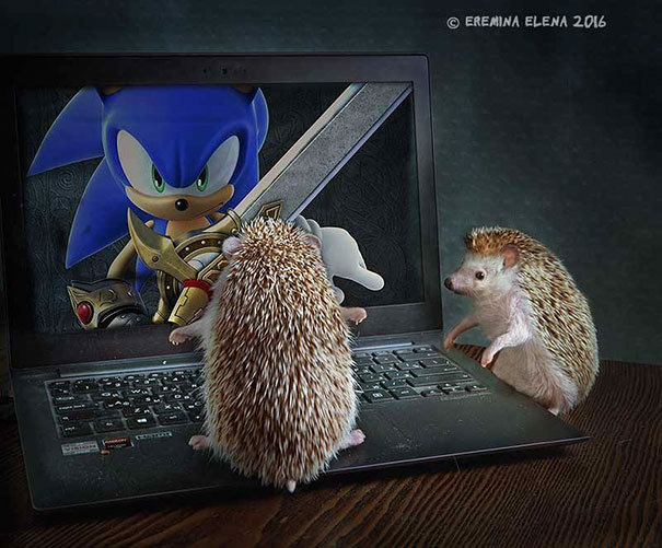 Cute Hedgehogs