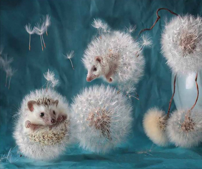 The Secret Life Of Hedgehogs By Elena Eremina