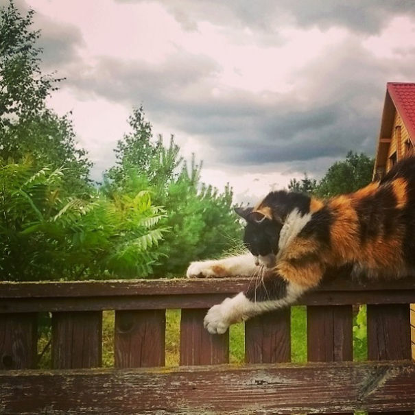 I Capture The Beauty Of Rural Lithuania (And Sometimes My Cat) With A Crappy Camera