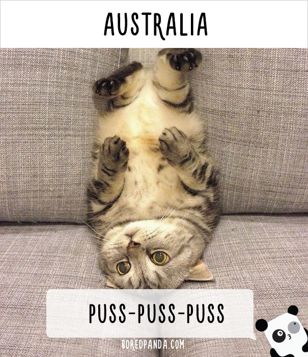 How People Call Cats In Australia
