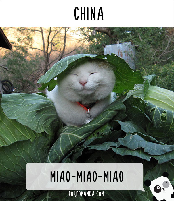 How People Call Cats In China