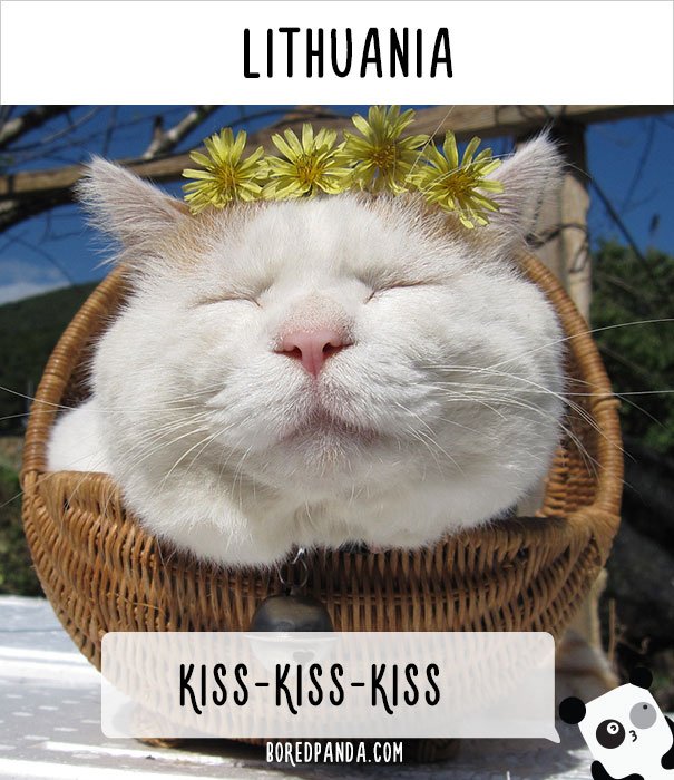 How People Call Cats In Lithuania