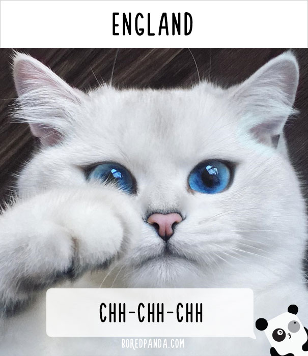 How People Call Cats In England