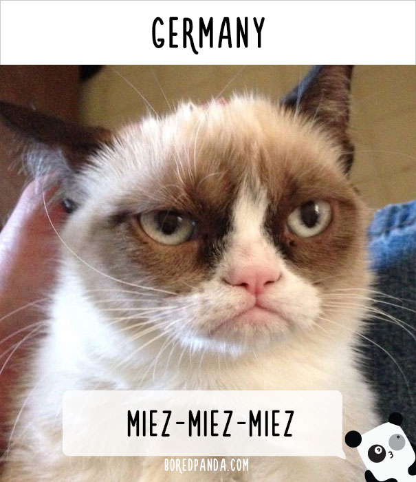 How People Call Cats In Germany