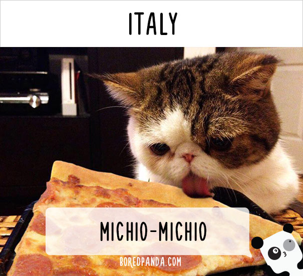 How People Call Cats In Italy