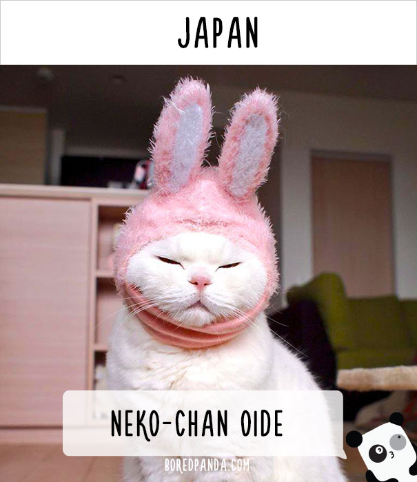 How People Call Cats In Japan