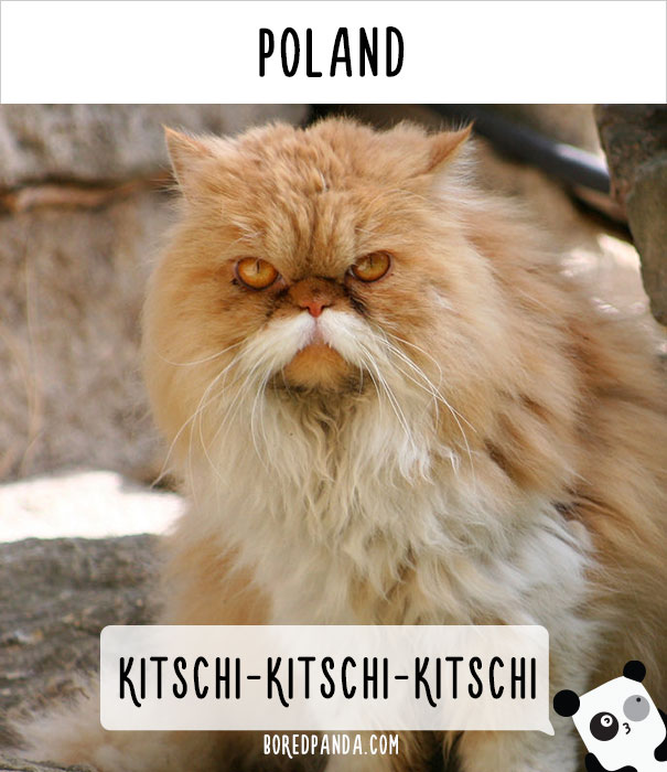 How People Call Cats In Poland