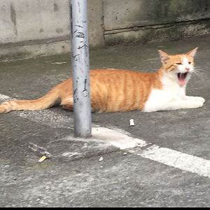 liumichaelryumaiko avatar