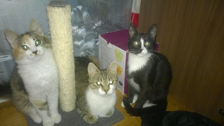 Your Cat's Story Will Inspire To Save Homeless Cats - Campaign With Cats