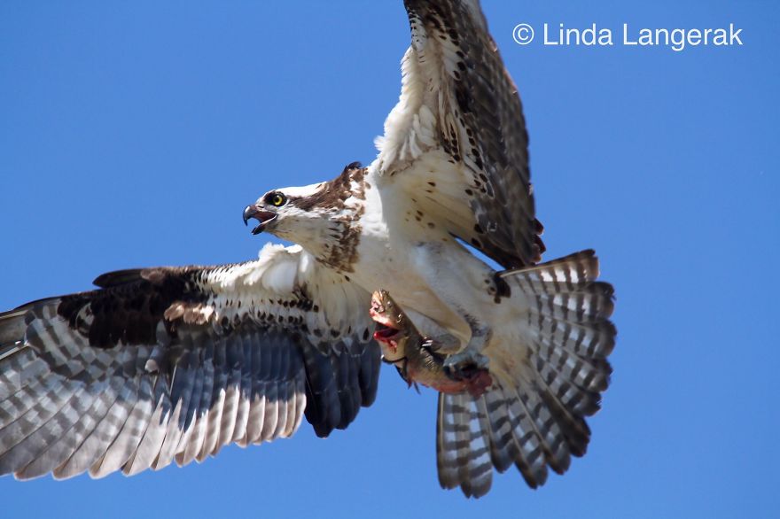 "catch Of The Day", Photography, By Linda Langerak / Female Osprey