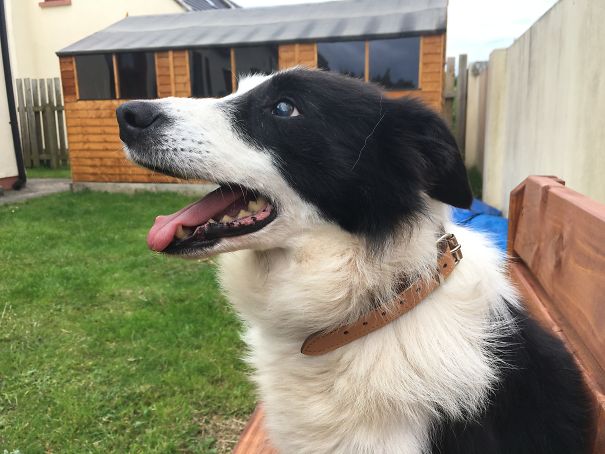 This Is Captain, Gorgeous, Gentle, Blind 11 Year Old Collie.