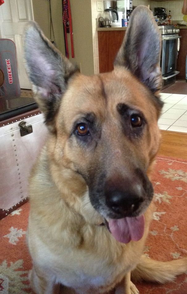 Kelly, Surrendered At A Shelter At Age 9 And Adopted By Someone Who Couldn't Resist That Face!